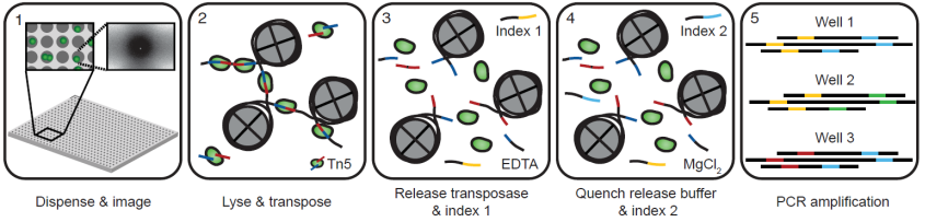 ATAC-seq workflow figure 1