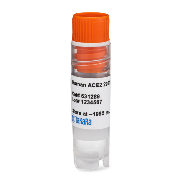 631289: Human ACE2 293T Cell Line