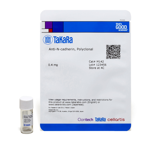 M142: Anti-N-cadherin, Polyclonal