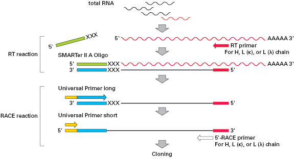 Schematic for the SMARTer RACE kit workflow to amplify antibody variable regions