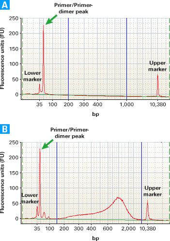 Determining cDNA yield of unpurified, PCR amplification products