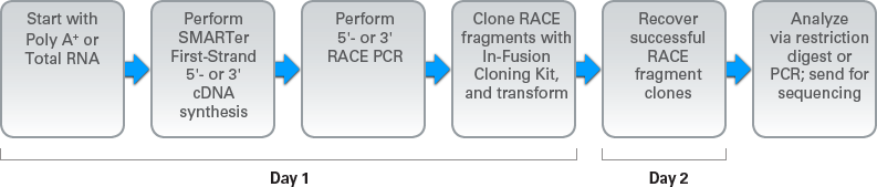 Simple 5' and 3' RACE protocol
