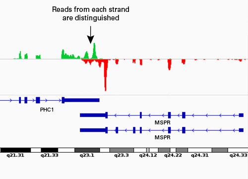 SMARTer Stranded RNA-Seq libraries display over 99% strand accuracy.
