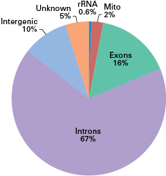 Percentages of sequencing reads mapping to various genomic regions.