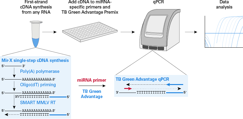 Mir-X miRNA qRT-PCR kit workflow