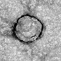 spin-column-purified exosome