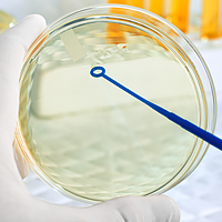 Competent cells for transformation.