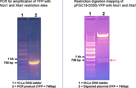 Digest verification of cloning insert.
