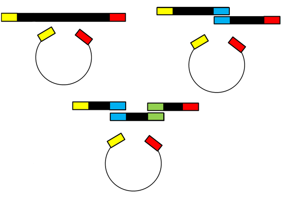 Cloning with T4 ligase