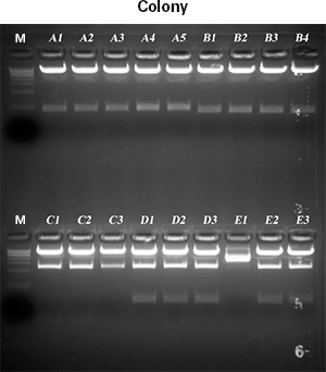 Restriction digest of clones. Screening of transformant colonies was performed via XbaI/EcoRI restriction digest. Results show only one negative colony (E1) out of all 18 colonies resulting from five individual cloning reactions.