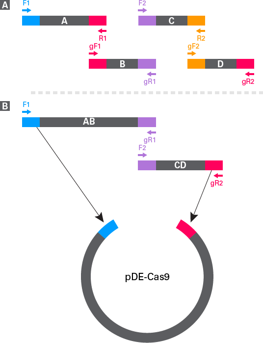 Schematic for In-Fusion cloning of multiple sgRNA constructs into pDE-Cas9.