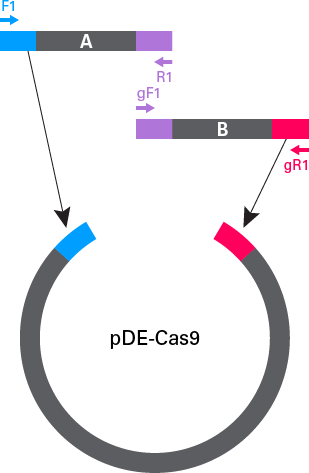 Schematic for In-Fusion cloning of a single sgRNA into pDE-Cas9 vector.