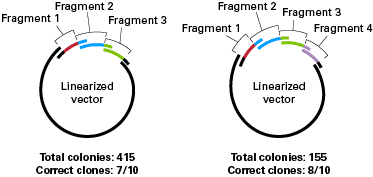 Homologous overlaps facilitate seamless multiple-fragment cloning in a single reaction