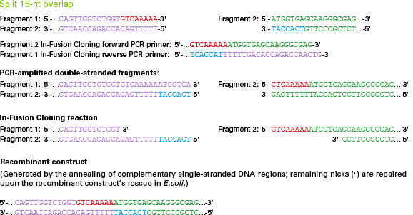 Schematic for splitting the homologous overlap between an insert and PCR-linearized vector