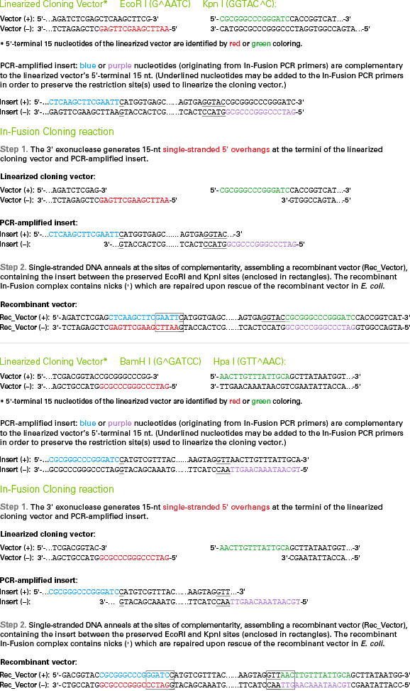 Mechanism of the In-Fusion Cloning reaction for a linearized vector with 5' and 3' overhangs