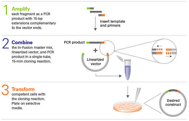 The In-Fusion Cloning workflow