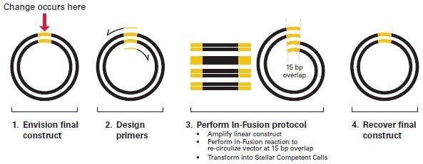 Procedure for performing mutagenesis with In-Fusion technology