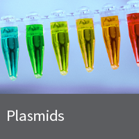 Fluorescent protein plasmids