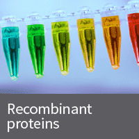 Recombinant protein