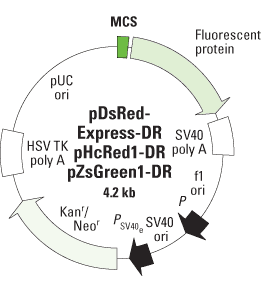 Destabilized fluorescent protein vectors