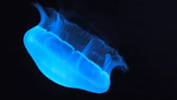 The jellyfish protein that lit up a world of new discoveries