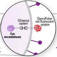 Cre recombinase