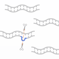 A faster and simpler method than the surveyor assay for identifying mutations such as insertions or deletions in mammalian cells