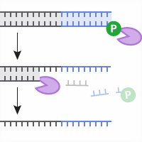 CRISPR/Cas9 knockin