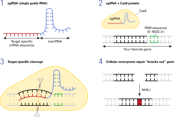 CRISPR/Cas9-mediated gene disruption