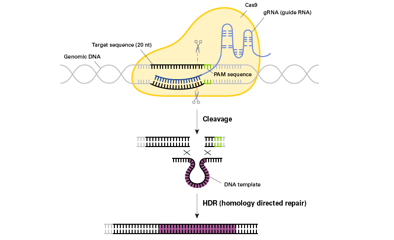 Method for engineering gene knockins via CRISPR-mediated cleavage followed by homology-directed repair.