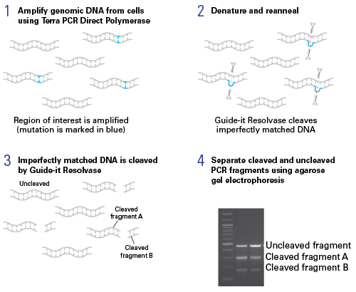 Figure 1. Overview of the Guide-it Mutation Detection Kit method to confirm the presence of mutations in genomic DNA.