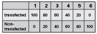 Figure 2. Comparison of the Guide-it Mutation Detection kit and a CEL nuclease assay for detecting CRISPR/Cas9-introduced mutations in mammalian cells. Mutations were easily discernible when using the Guide-it kit (estimation of cleavage, 1: 59%, 2: 46%, 3: 28%, 4: 15%, 5: <10%, 6: 0%). In contrast, the CEL nuclease assay showed considerable smearing, making it difficult to determine cleavage efficiency and reducing the ability to detect low levels of mutation.