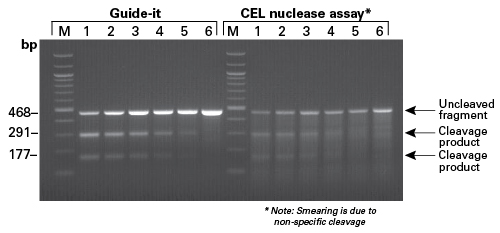 Figure 2. Comparison of the Guide-it Mutation Detection kit and a CEL nuclease assay for detecting CRISPR/Cas9-introduced mutations in mammalian cells. Mutations were easily discernible when using the Guide-it kit (estimation of cleavage, 1: 59%, 2: 46%, 3: 28%, 4: 15%, 5: <10%, 6: 0%). In contrast, the CEL nuclease assay showed considerable smearing, making it difficult to determine cleavage efficiency and reducing the ability to detect low levels of mutation.