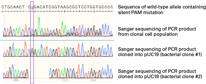 Comparing results from the Guide-it Knockin Screening Kit vs. Sanger sequencing
