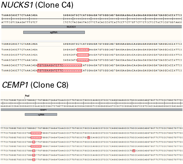 Sequencing results from randomly seleted clone showing indel patters