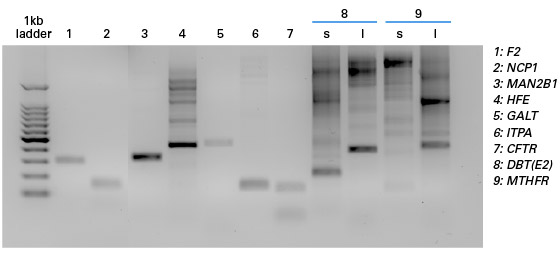 Examples of PCR-amplified target DNAs used as samples with the Guide-it SNP Screening Kit