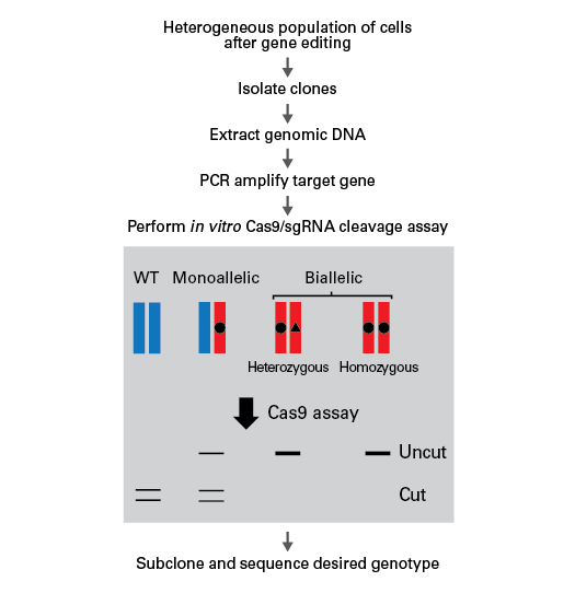 Experimental workflow of the Guide-it Genotype Confirmation Kit