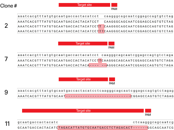 anger sequencing corroborates results of the Guide-it Genotype Confirmation Kit
