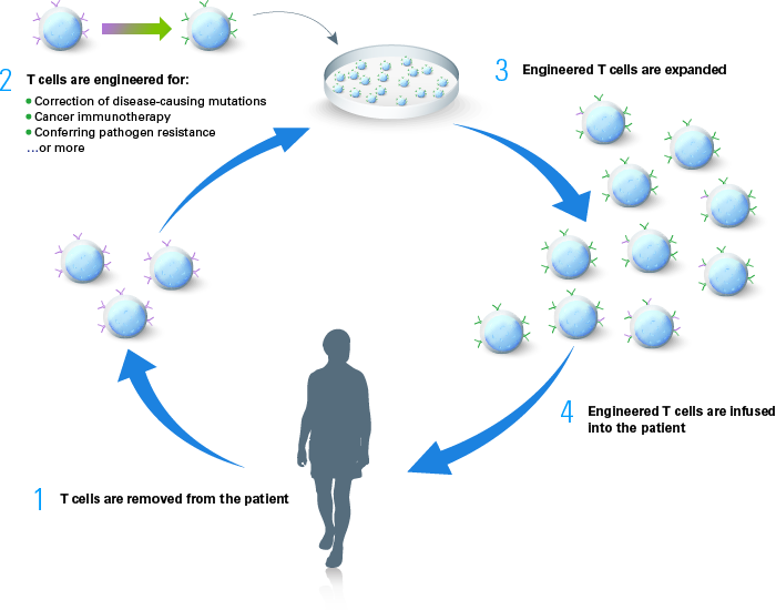 T-cell therapy workflow
