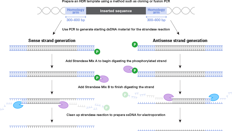 Schematic describing the steps involved in the preparation of long ssDNA donors for use in HDR experiments.