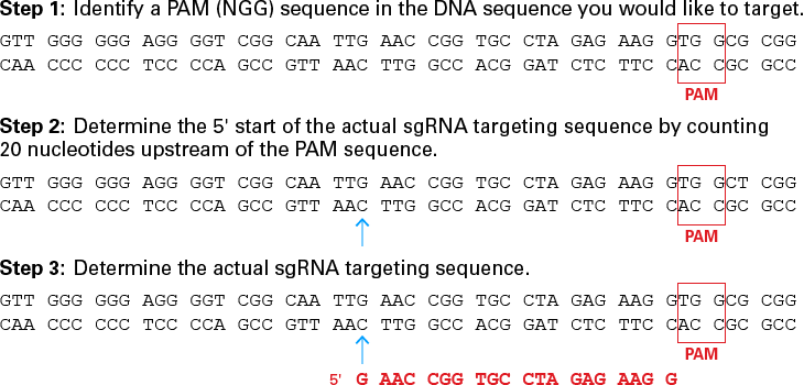 Choosing a DNA target sequence
