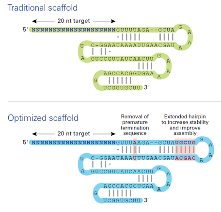 Guide RNA scaffold design results in better editing efficiency.