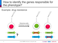 Overview of a genome-wide sgRNA library screen