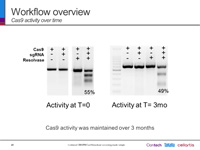 Creation of a screenable Cas9 stable cell line
