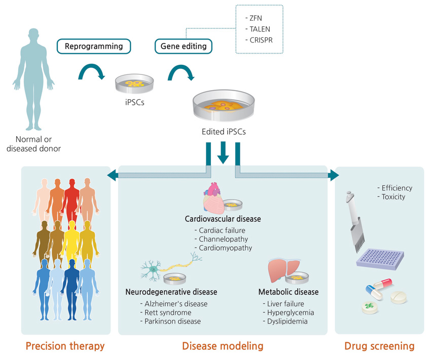 Applications for genome editing in iPS cells