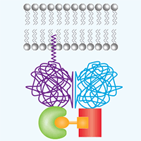 iDimerize inducible protein interaction