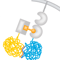 Control protein interactions using dimerizer ligands such as AP20187 and AP21967