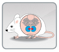 iDimerize inducible protein dimerization in vivo in trangenic mice