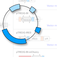  Tet-On 3G tetracycline-inducible expression systems containing a bidirectional version the TRE3G promoter