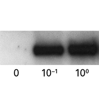 Tet-One tetracycline-inducible expression system, technology overview